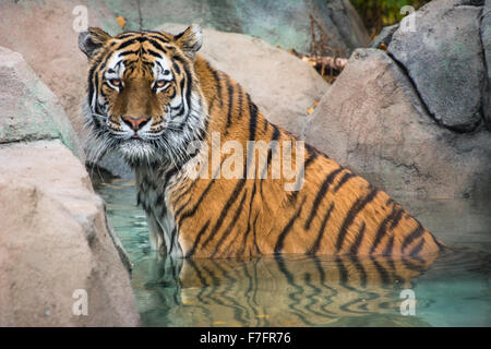 Tigre di Amur in acqua a Zoo di Indianapolis, Indianapolis NEGLI STATI UNITI. Foto Stock