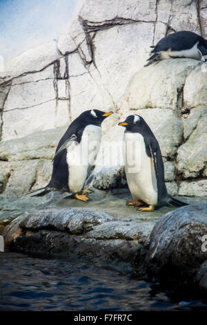 I pinguini in mostra a Zoo di Indianapolis, Indianapolis, Indiana, Stati Uniti d'America. Foto Stock