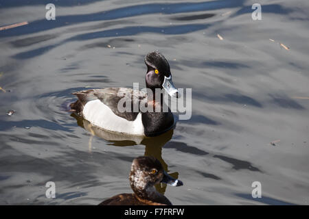 Anello di anatra collo drake su acqua Foto Stock