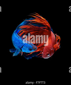 Betta pesce, siamese fighting fish, Betta splendens Foto Stock