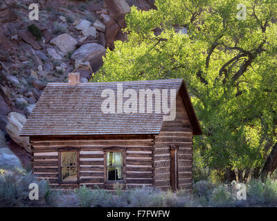 Fruita Schoolhouse. e pioppi neri americani alberi. Parco nazionale di Capitol Reef, Utah Foto Stock