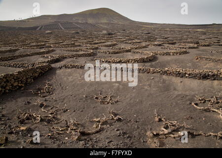 I vigneti di La Geria, sulla cenere vulcanica, con semi-circolare pareti di protezione, Lanzarote. Foto Stock