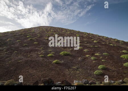 Balsamo di euforbia, Euphorbia balsamifera sulla collina di scorie, Montana del Golfo, Lanzarote Foto Stock