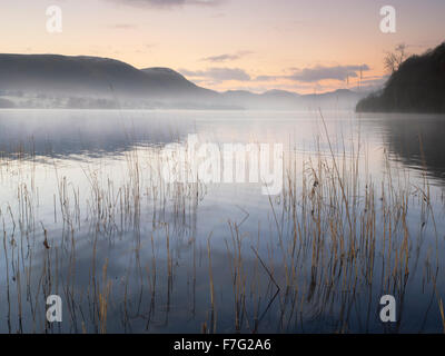 Guardando attraverso una calma Ullswater all'alba con ance in primo piano Foto Stock