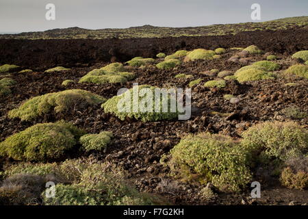 Balsamo di euforbia, Euphorbia balsamifera crescente sul recente flusso di lava. Lanzarote. Foto Stock