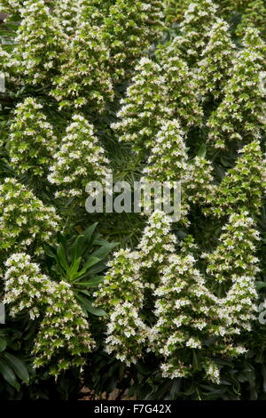 Un endemico Bugloss, famarae echium, a Lanzarote. Foto Stock