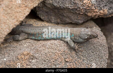 Atlantico maschio lizard, Gallotia atlantica, su lava, Lanzarote Foto Stock