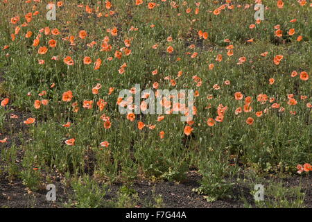 A lungo guidato il papavero, Papaver dubium en masse, Lanzarote. Foto Stock