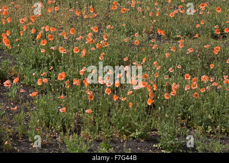 A lungo guidato il papavero, Papaver dubium en masse. Foto Stock