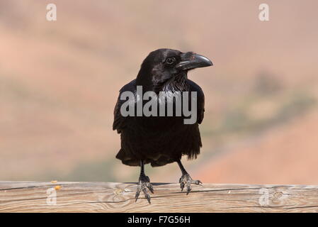 Canarie/nord africana di sottospecie di Raven, Corvus corax tingitanus, Fuerteventura Foto Stock