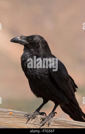 Canarie/nord africana di sottospecie di Raven, Corvus corax tingitanus, Fuerteventura Foto Stock