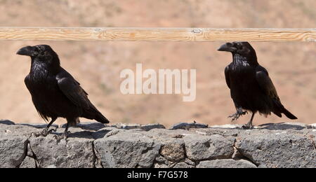 Due corvi, Corvus corax tingitanus, arroccato sulla parete, Fuertevantura. Foto Stock