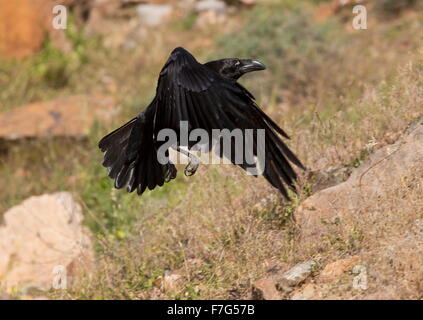 Canarie/nord africana di sottospecie di Raven, Corvus corax tingitanus, in volo; Fuerteventura Foto Stock