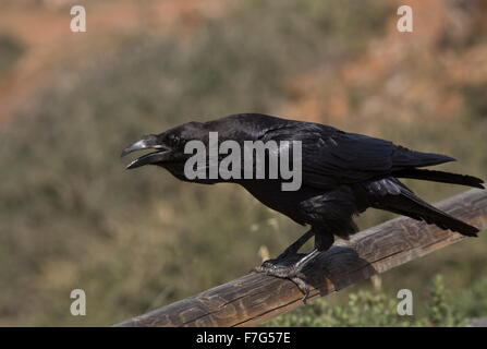 Canarie/nord africana di sottospecie di Raven, Corvus corax tingitanus, Fuerteventura Foto Stock