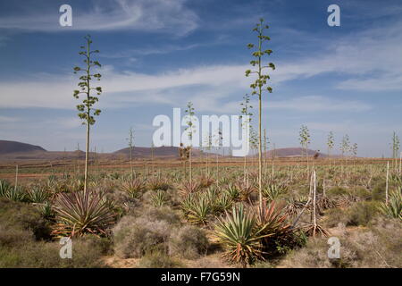 Vecchia piantagione di sisal, agave sisalana, sisal canapa in coltivazione, Fuerteventura. Foto Stock