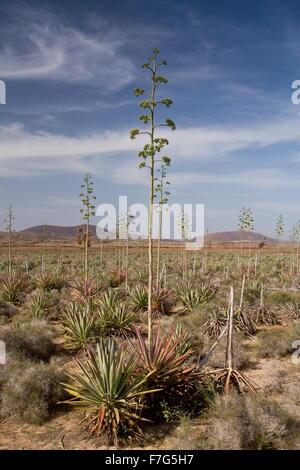 Vecchia piantagione di sisal, agave sisalana, sisal canapa in coltivazione, Fuerteventura. Foto Stock