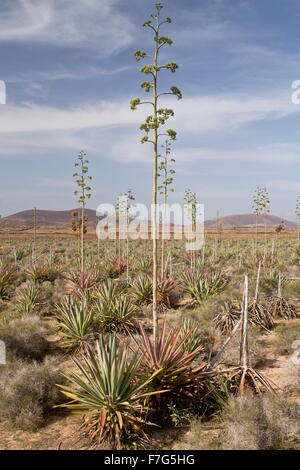 Vecchia piantagione di sisal, agave sisalana, sisal canapa in coltivazione, Fuerteventura. Foto Stock