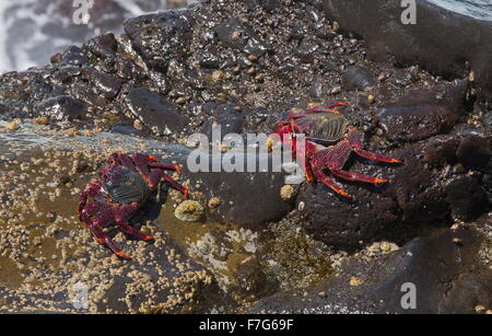 Atlantic Rock Granchio, Grapsus adscensionis, sul bordo dell'oceano, costa Ovest di Lanzarote. Foto Stock