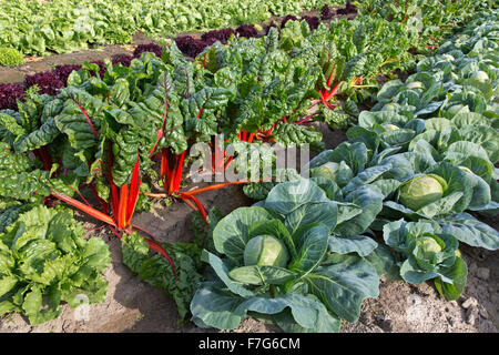 Cavolo, bietole & cespo di lattuga in campo. Foto Stock