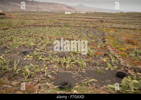 Ficodindia, l' Opuntia ficus-indica, nella coltivazione, Nord Lanzarote, principalmente per la produzione di cocciniglia. Foto Stock