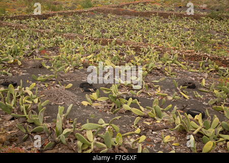 Ficodindia, l' Opuntia ficus-indica, nella coltivazione, Nord Lanzarote, principalmente per la produzione di cocciniglia. Foto Stock