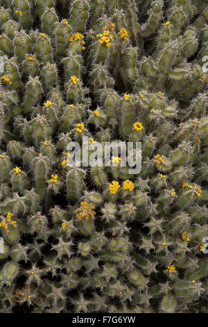 Un succulento euforbia spinosa, lisca di pesce cactus, Euphorbia polyacantha dall Etiopia e Sudan. Foto Stock