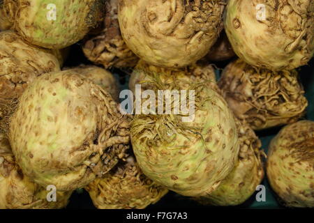 Apium graveolens. Verdure di radice di Celeriac appena raccolte Foto Stock