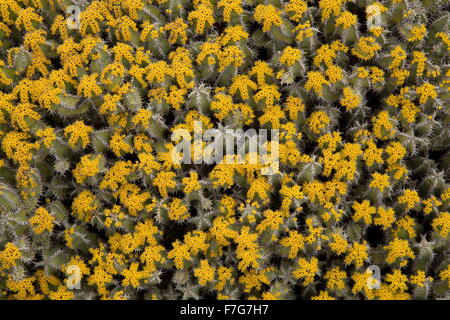 Un succulento euforbia spinosa, lisca di pesce cactus, Euphorbia polyacantha dall Etiopia e Sudan. Foto Stock