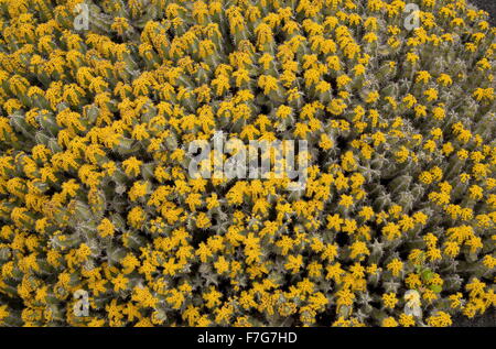 Un succulento euforbia spinosa, lisca di pesce cactus, Euphorbia polyacantha dall Etiopia e Sudan. Foto Stock