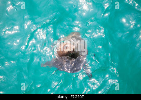 Sea Lion nuotare e giocare in acqua, Venice Beach, California, Stati Uniti d'America. Foto Stock