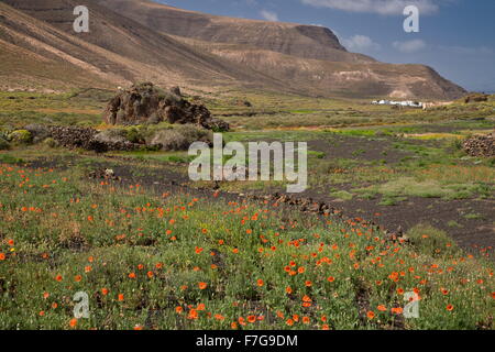 A lungo guidato il papavero, Papaver dubium en masse, Lanzarote. Foto Stock