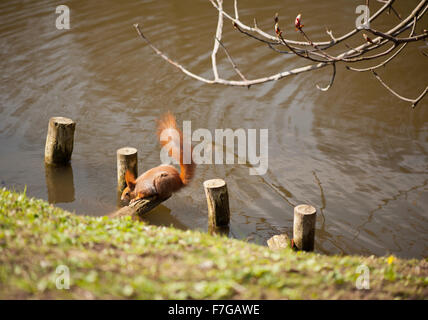 Scoiattolo assetato di bere acqua di stagno nel parco, rosso adulto animale Sciurus seduta piegare sul palo di legno sul terreno... Foto Stock