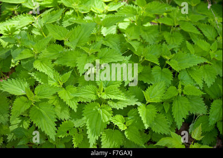 Ortica il fogliame fresco, Urtica dioica piante erbacee perenni piante crescono in Polonia, Europa, foglie verdi sulle punte, medicinali Foto Stock