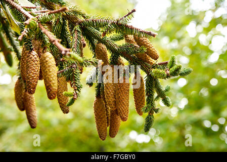 Pigna strobile sul ramo verde della foresta Foto Stock