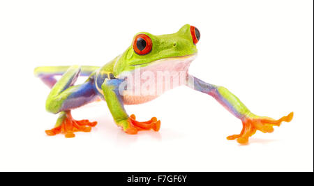 Con gli occhi rossi raganella isolato su bianco, una bella treefrog tropicale dalla giungla del Costa Rica, Panama e Nicaragua. Foto Stock