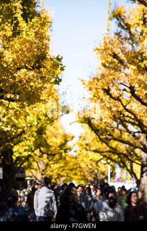 Meijijingu Gaien Ginkgo festival ,Tokyo Giappone Foto Stock