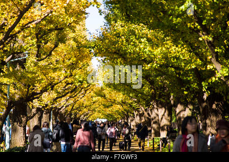 Meijijingu Gaien Ginkgo festival ,Tokyo Giappone Foto Stock