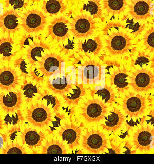 Girasole luminoso dello sfondo. Foto Stock