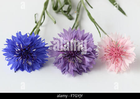 Rosa, viola e blu Centaurea cyanus o noto anche come Fiordaliso Foto Stock