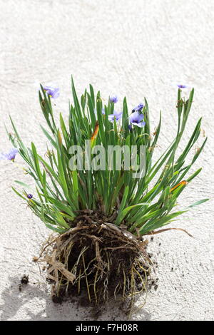 Sisyrinchium bellum o noto anche come erba Blue-Eyed Foto Stock