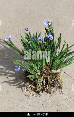 Sisyrinchium bellum o noto anche come erba Blue-Eyed Foto Stock