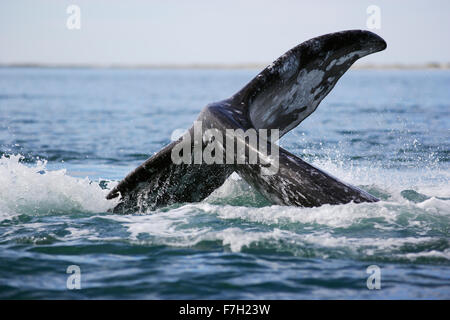 Pr0176-D. Balena Grigia (Eschrichtius robustus) lob-tailing. San Ignacio Laguna, Baja, Messico. Foto Copyright © Brandon Cole. Foto Stock