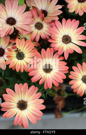 Osteospermum ecklonis o noto come tramonto africano Foto Stock