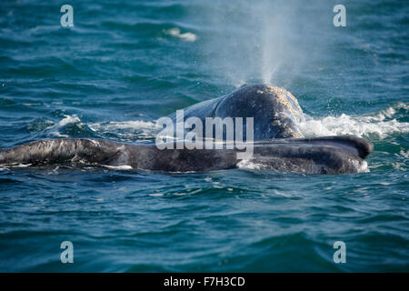 Pr5191-D. La balena grigia (Eschrichtius robustus), madre (dietro) e del polpaccio (anteriore, sul lato con la bocca aperta). San Ignacio, Baja Foto Stock