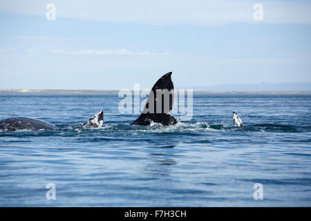 Pr5227-D. La balena grigia (Eschrichtius robustus), un gruppo di accoppiamento- due maschi e una femmina. San Ignacio Laguna, Baja, Messico. Foto Stock