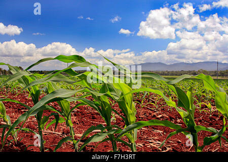 Mais bambino che cresce su un suolo fertile farm Foto Stock