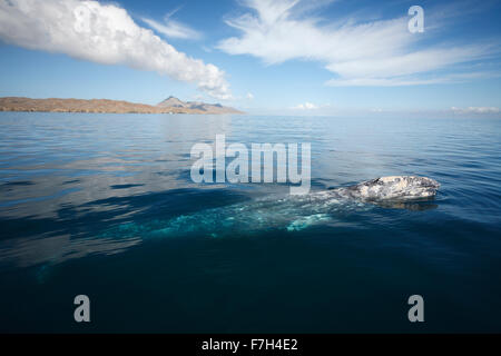 Pr7021-D. Balena Grigia (Eschrichtius robustus) superfici di respirare. Magdalena Bay, Baja, Messico. Foto Copyright © Brandon Cole. Foto Stock