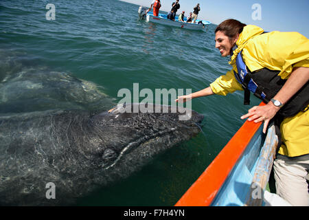 Pr0101-D. La balena grigia (Eschrichtius robustus). Baja, Messico, Oceano Pacifico. "Friendlies'- mamma e bambino approccio- donna Foto Stock