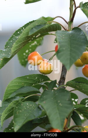 Lapins ciliegia con giovani frutti su un albero Foto Stock