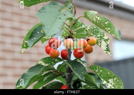 Lapins ciliegia con frutti di un albero - ciliege con fogliame verde Foto Stock